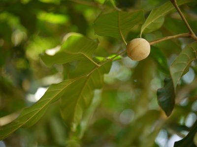 Aglaia lawii, photographed by Dinesh Valke
