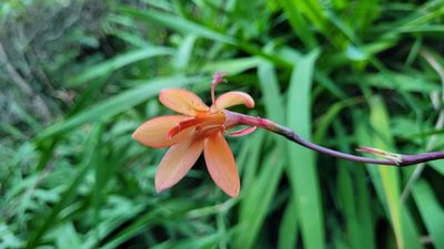 Watsonia meriana, photographed by Eamonn Culhane