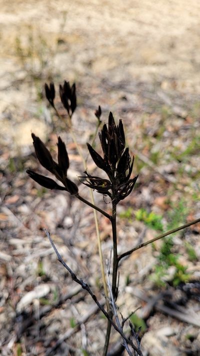 Haemodorum planifolium, photographed by Eamonn Culhane