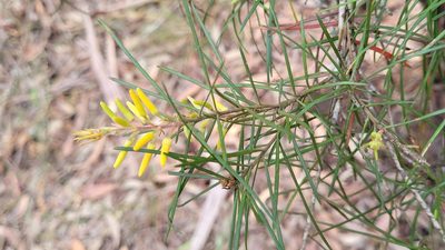 Persoonia linearis, photographed by Eamonn Culhane