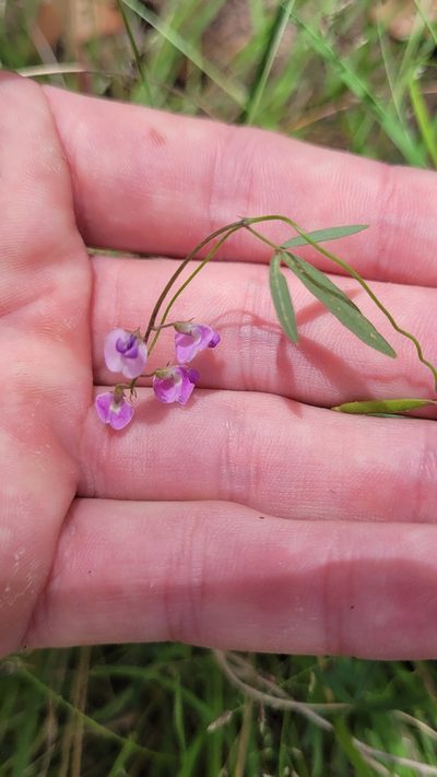 Glycine microphylla, photographed by Eamonn Culhane