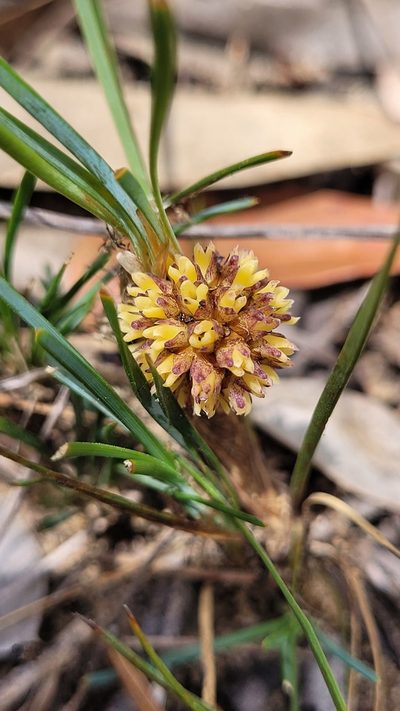 Lomandra glauca, photographed by Eamonn Culhane
