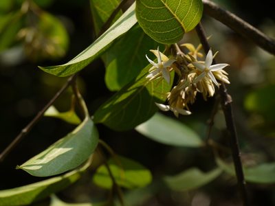 Aganosma cymosa, photographed by Dinesh Valke
