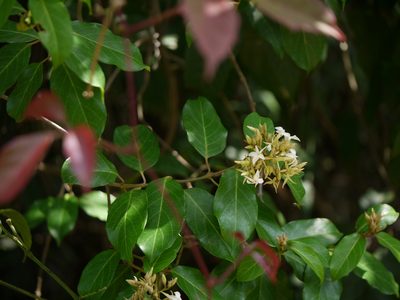 Aganosma cymosa, photographed by Dinesh Valke