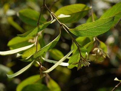 Aganosma cymosa, photographed by Dinesh Valke