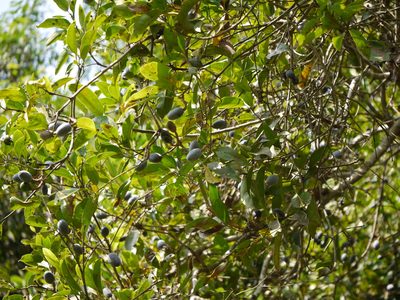 Chionanthus ramiflorus, photographed by Dinesh Valke
