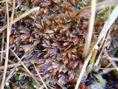 Sphagnum compactum, photographed by Carminda Santos