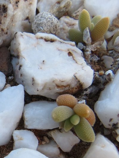 Trichodiadema attonsum, photographed by Christiaan Viljoen