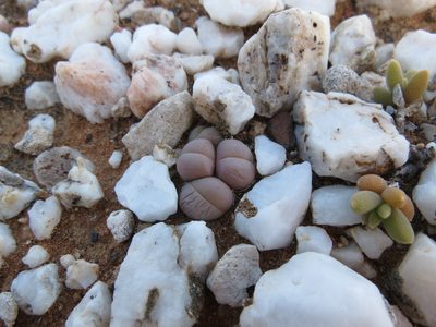 Gibbaeum heathii, photographed by Christiaan Viljoen