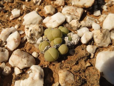 Gibbaeum heathii, photographed by Christiaan Viljoen