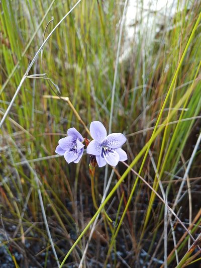 Epiblema grandiflorum, photographed by Em Lamond