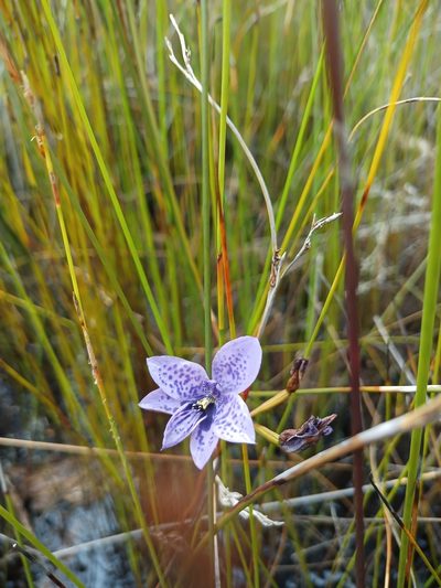 Epiblema grandiflorum, photographed by Em Lamond