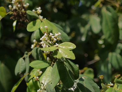Dalbergia rubiginosa, photographed by Dinesh Valke