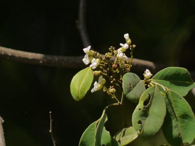 Dalbergia rubiginosa, photographed by Dinesh Valke