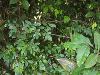 Dalbergia rubiginosa, photographed by Dinesh Valke