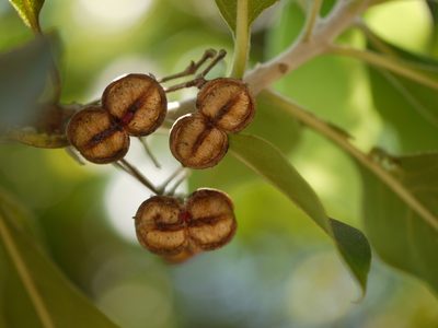 Pittosporum dasycaulon, photographed by Dinesh Valke