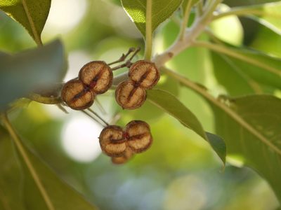 Pittosporum dasycaulon, photographed by Dinesh Valke