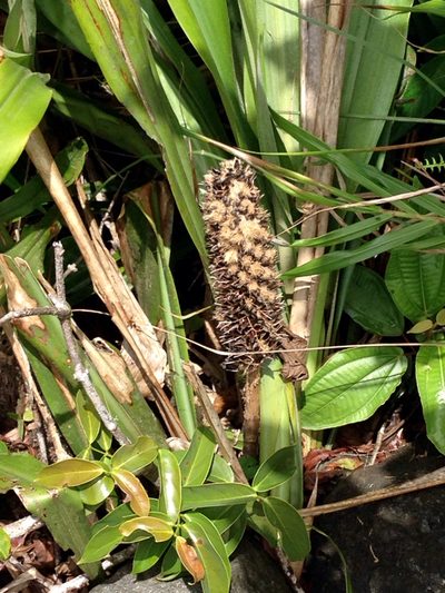 Pitcairnia funkiae, photographed by naturalist charlie