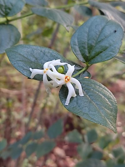 Nyctanthes arbor-tristis, photographed by Meehir Pawar