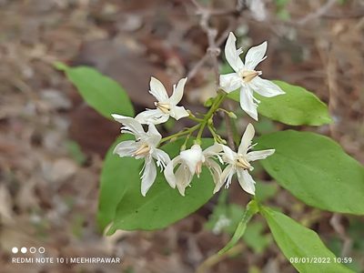 Wrightia tinctoria, photographed by Meehir Pawar