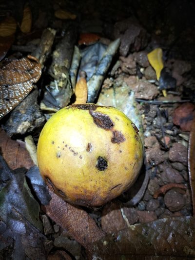 Endiandra insignis, photographed by Matthew Borella