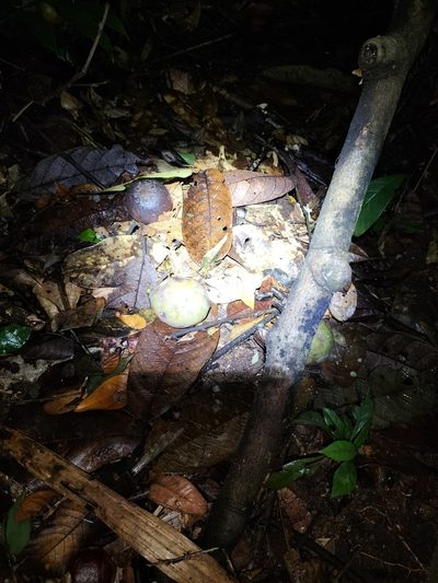 Endiandra insignis, photographed by Matthew Borella