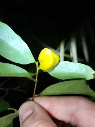 Dichapetalum papuanum, photographed by Matthew Borella