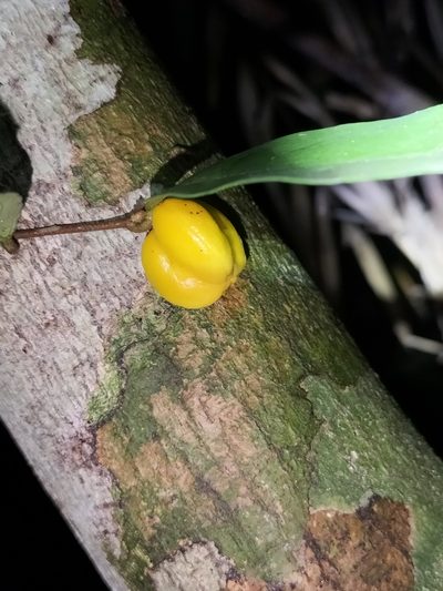 Dichapetalum papuanum, photographed by Matthew Borella