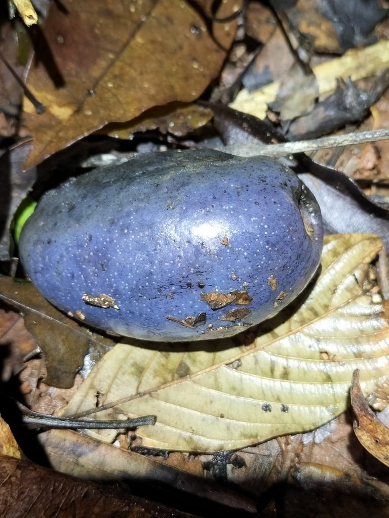 Cerbera inflata, photographed by Matthew Borella