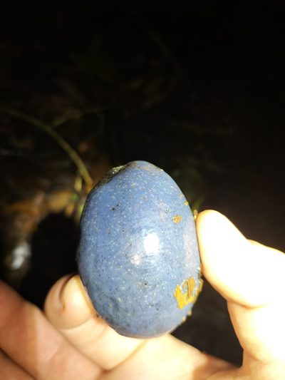Cerbera inflata, photographed by Matthew Borella