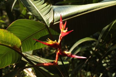 Heliconia monteverdensis, photographed by przese