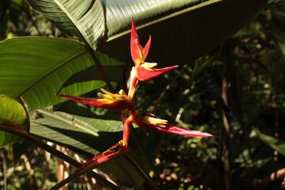Heliconia monteverdensis, photographed by przese