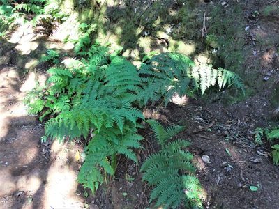 Dryopteris oligodonta, photographed by Christian Berg
