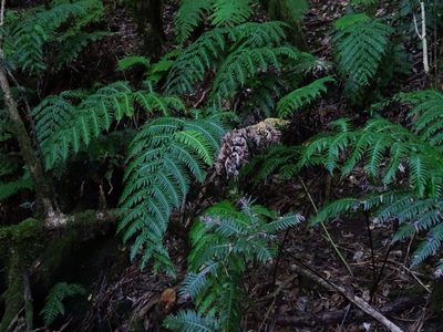 Woodwardia radicans, photographed by Christian Berg