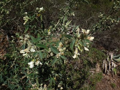 Chamaecytisus proliferus, photographed by Christian Berg