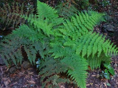 Dryopteris oligodonta, photographed by Christian Berg