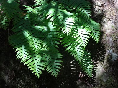 Polypodium macaronesicum, photographed by Christian Berg