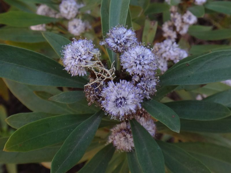 Globularia salicina, photographed by Christian Berg