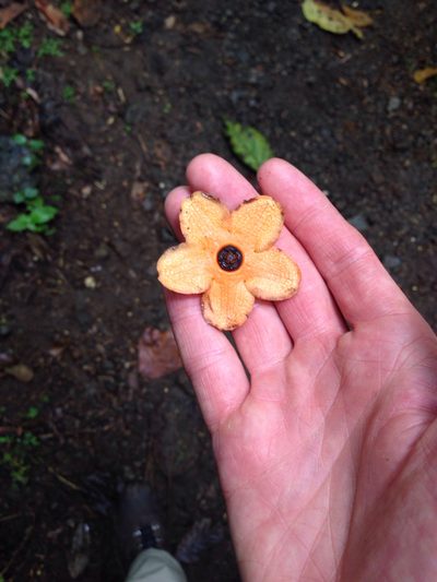 Bruceholstia sidifolia, photographed by naturalist charlie