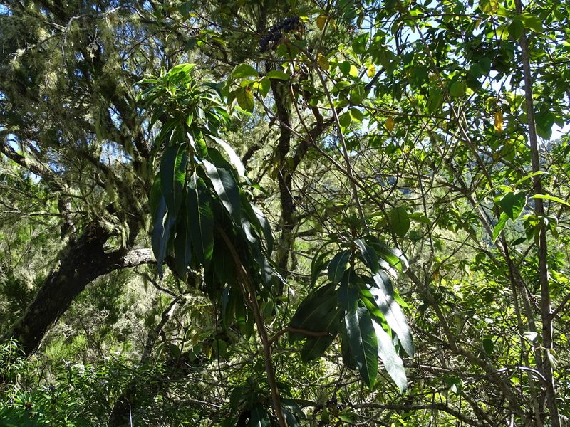 Arbutus canariensis, photographed by Christian Berg