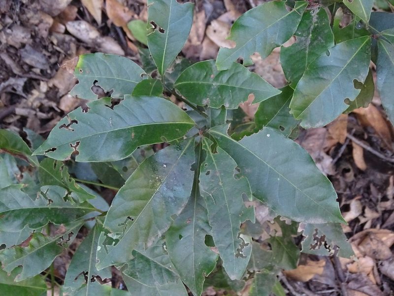 Laurus novocanariensis, photographed by Christian Berg