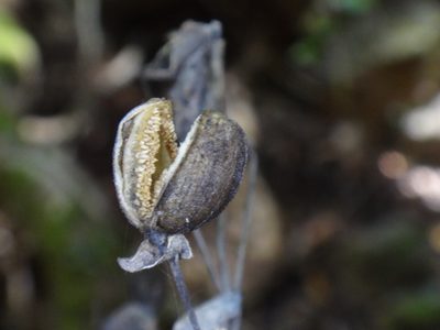 Ixanthus viscosus, photographed by Christian Berg