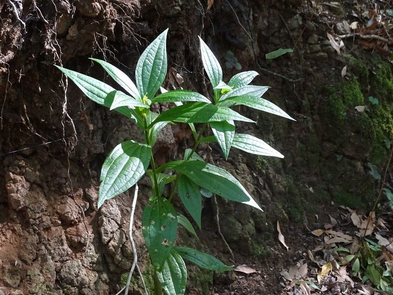 Ixanthus viscosus, photographed by Christian Berg