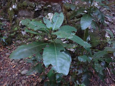 Persea indica, photographed by Christian Berg