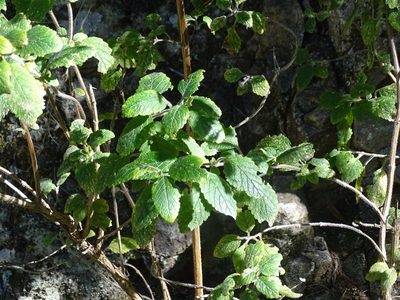 Bystropogon canariensis, photographed by Christian Berg