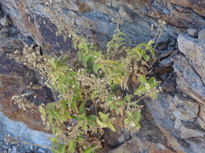 Scrophularia glabrata, photographed by Christian Berg