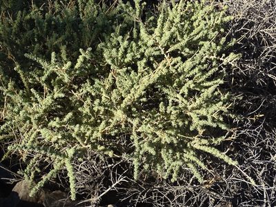 Adenocarpus viscosus, photographed by Christian Berg
