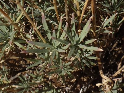 Erysimum scoparium, photographed by Christian Berg