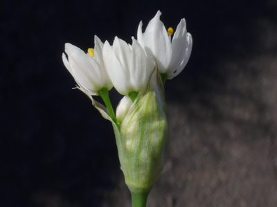Allium canariense, photographed by Christian Berg