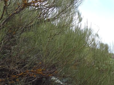 Retama rhodorhizoides, photographed by Christian Berg